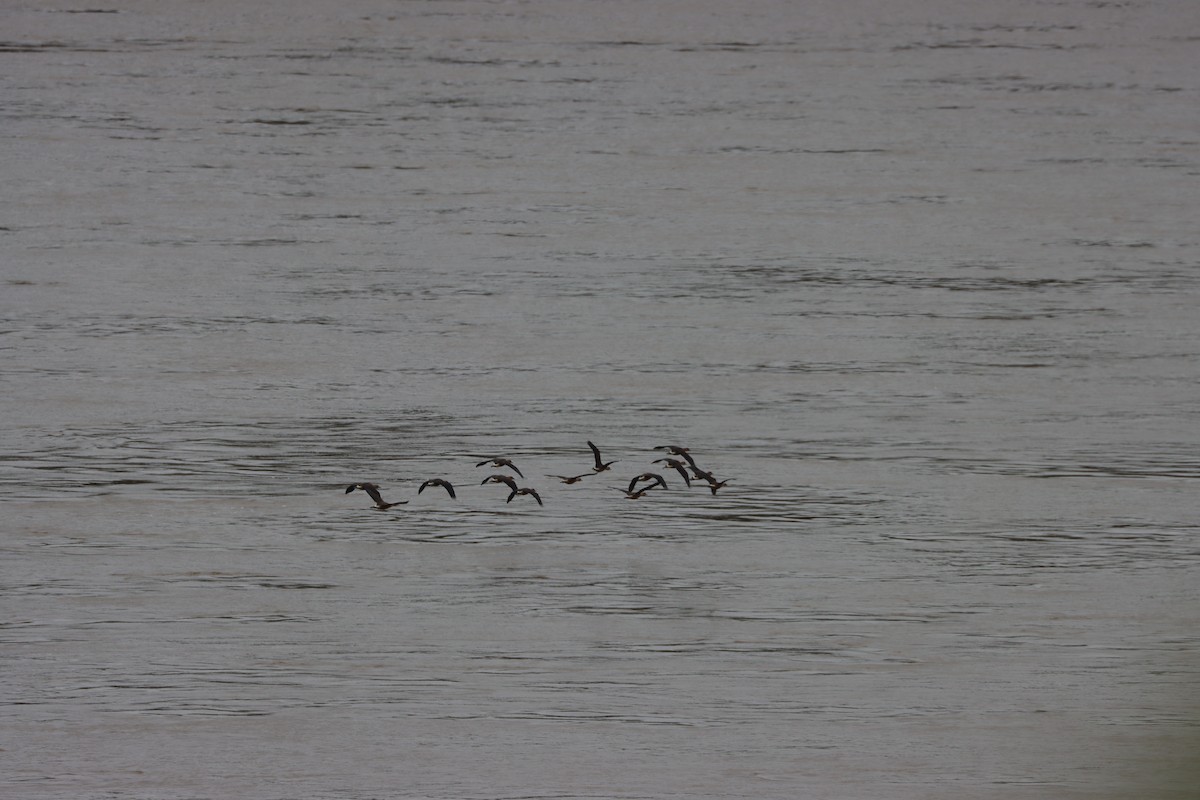 Рыжая древесная утка - ML626401896