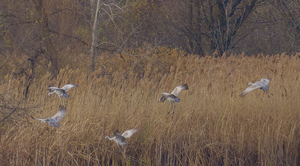 Sandhill Crane - ML626401949