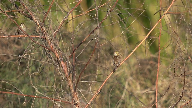 Savannah Sparrow - ML626402053