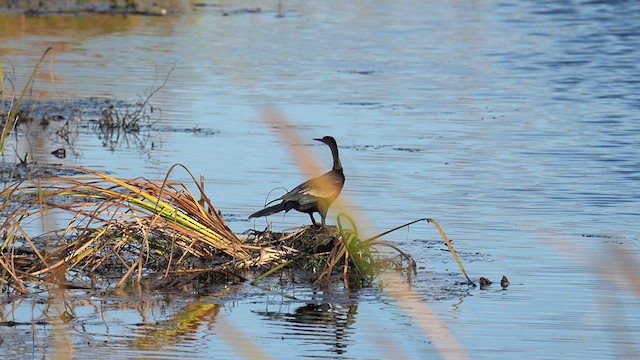 Anhinga - ML626402074