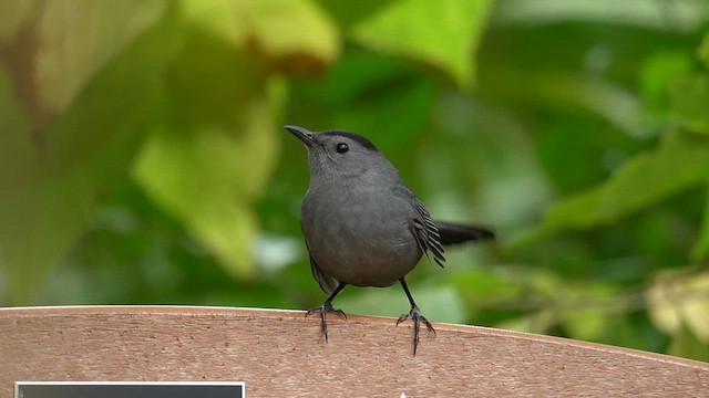 Gray Catbird - ML626402248