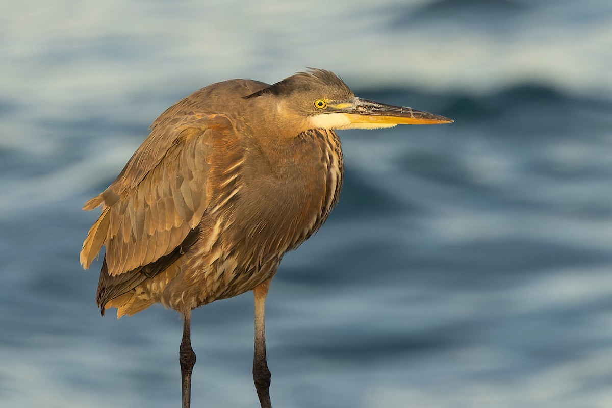 Great Blue Heron - ML626402271