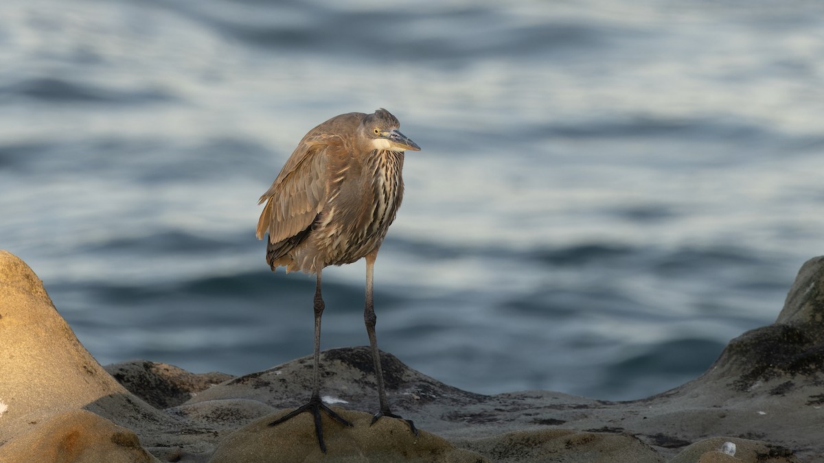 Great Blue Heron - ML626402274