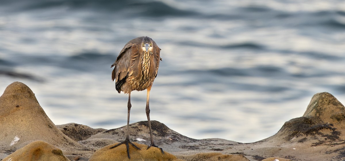 Great Blue Heron - ML626402275