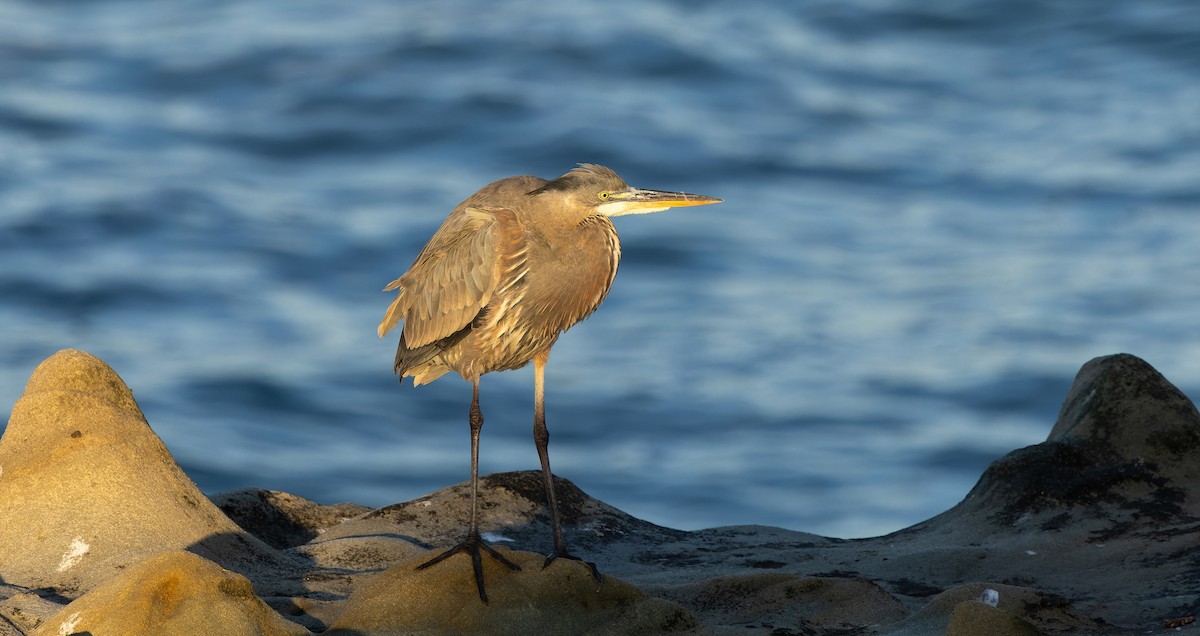 Great Blue Heron - ML626402276