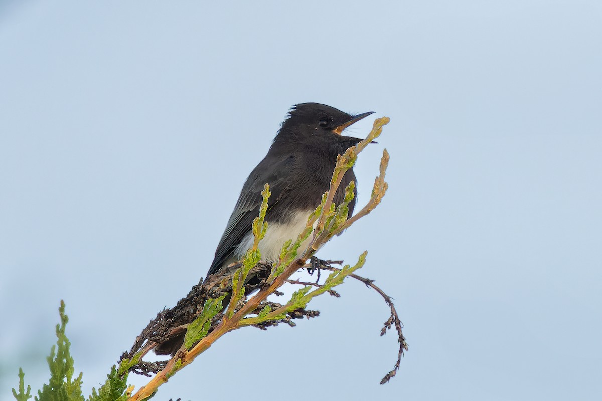 Black Phoebe - ML626402281