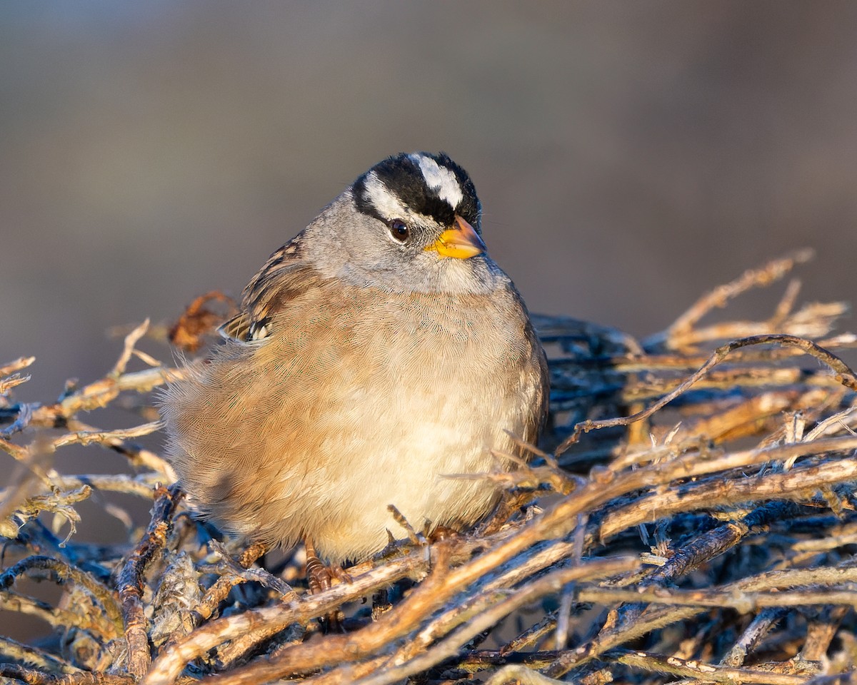 White-crowned Sparrow - ML626402320