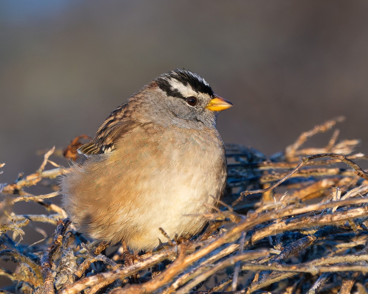 White-crowned Sparrow - ML626402322