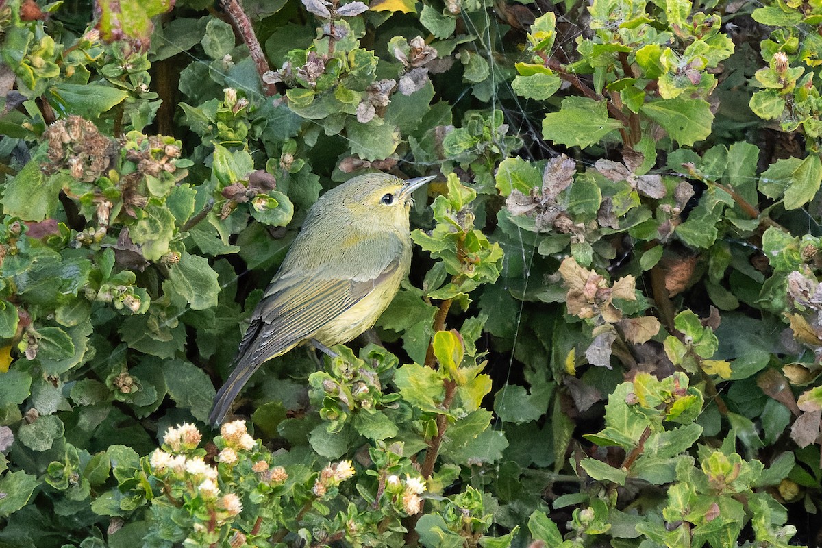 Orange-crowned Warbler - ML626402333