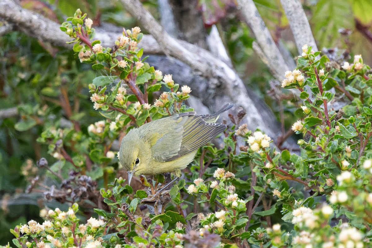 Orange-crowned Warbler - ML626402335