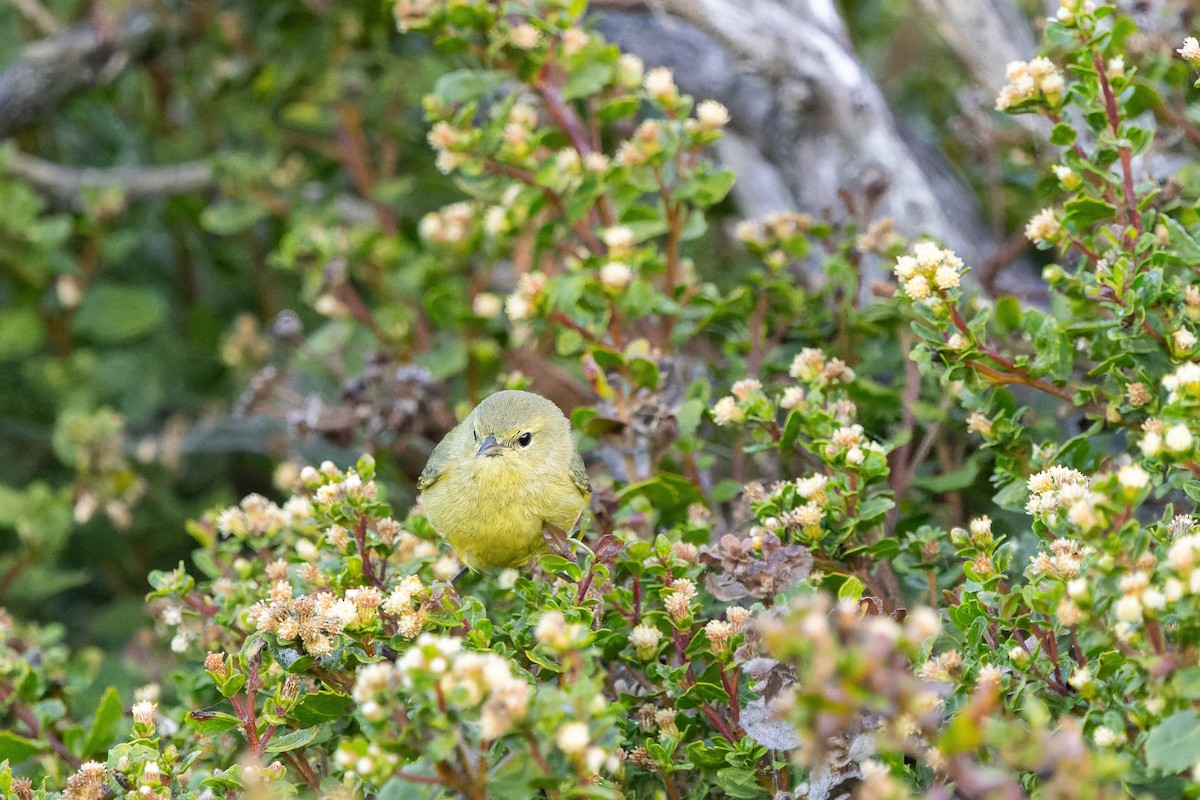 Orange-crowned Warbler - ML626402337