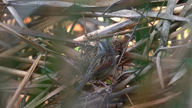 Swamp Sparrow - ML626402388