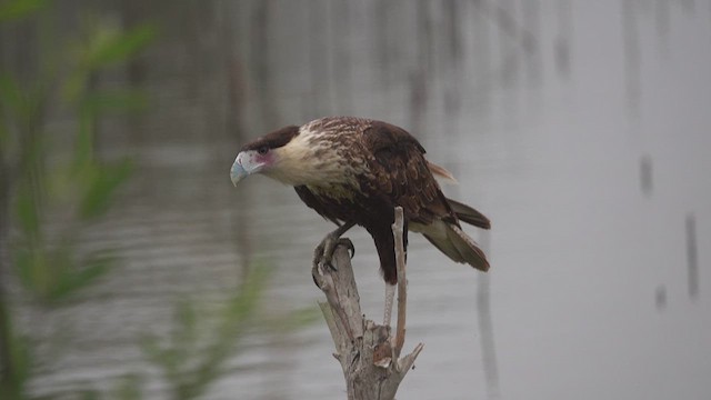 Crested Caracara - ML626402525