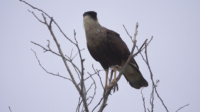 Crested Caracara - ML626402540