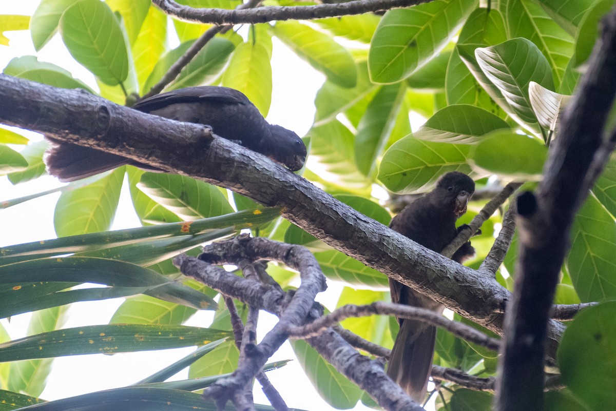Seychelles Parrot - ML626402557