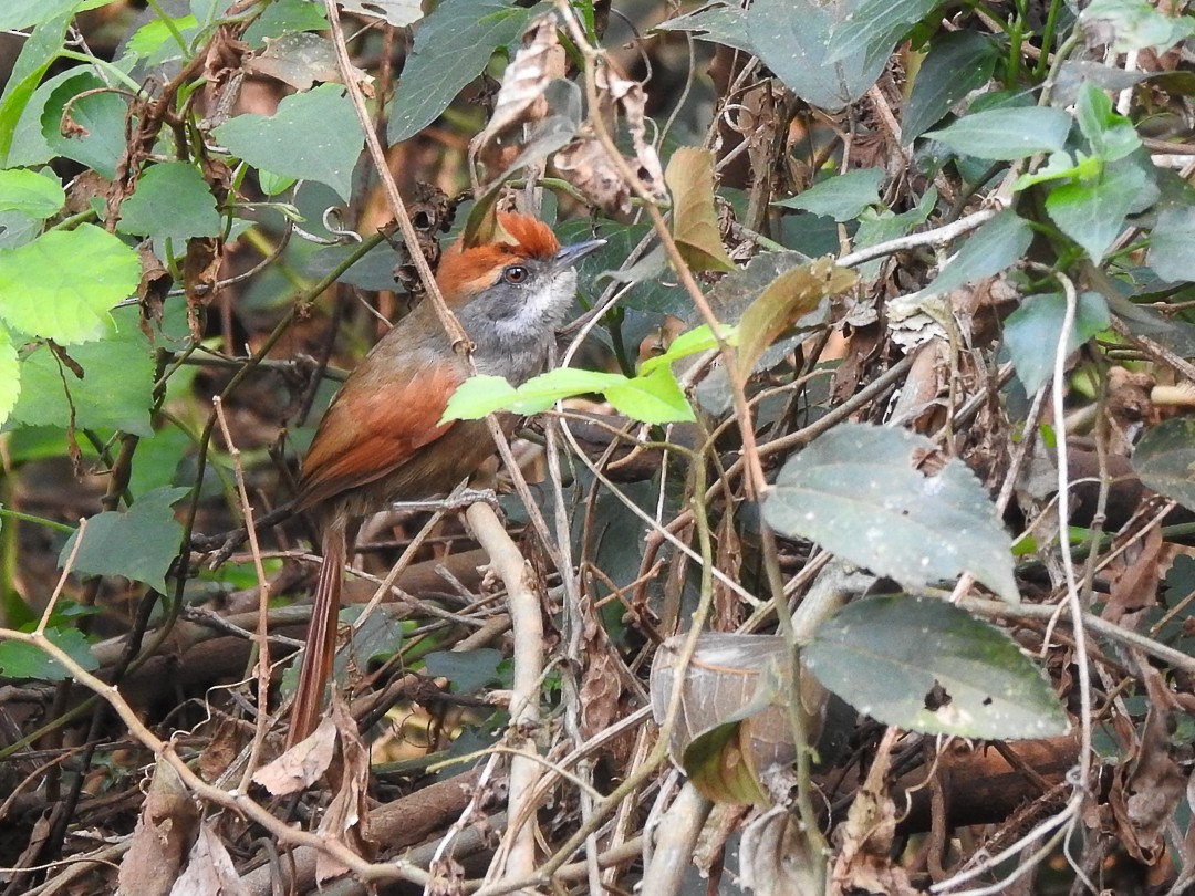 Красношапочная иглохвостка - ML626402564