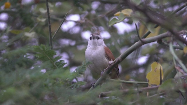 Superciliated Wren - ML626402578
