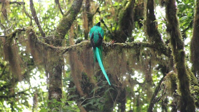 Resplendent Quetzal - ML626402736
