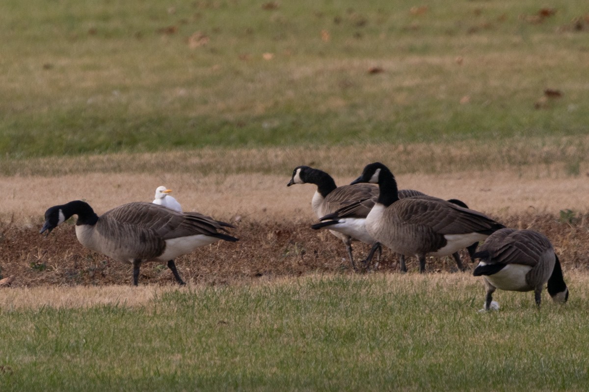 Western Cattle-Egret - ML626402767