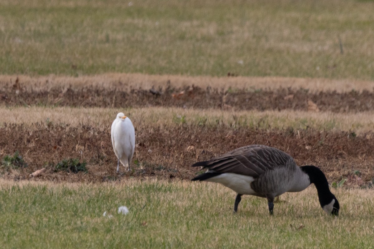 Western Cattle-Egret - ML626402841