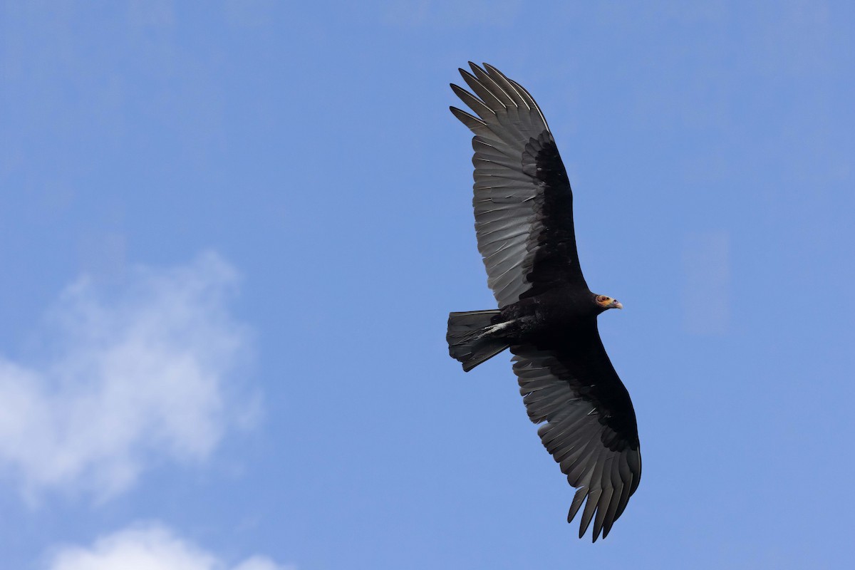 Lesser Yellow-headed Vulture - ML626402854