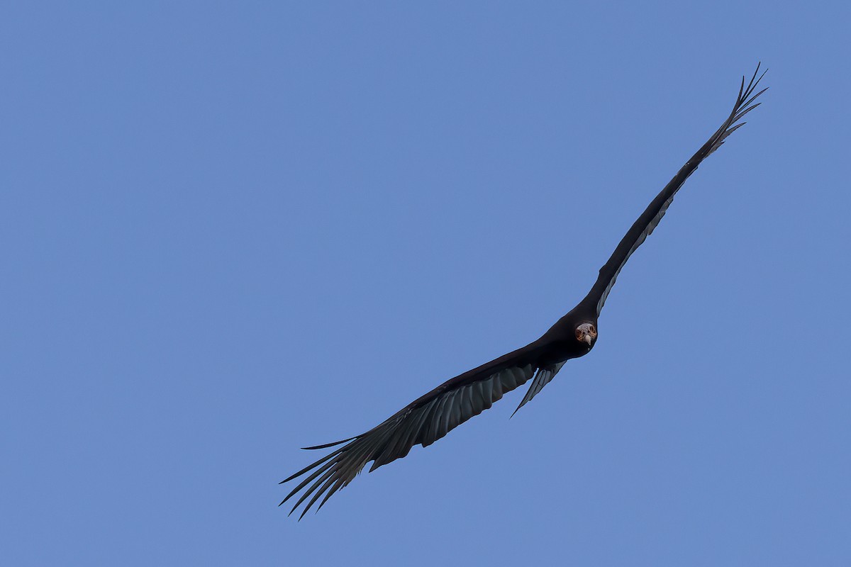 Lesser Yellow-headed Vulture - ML626402858