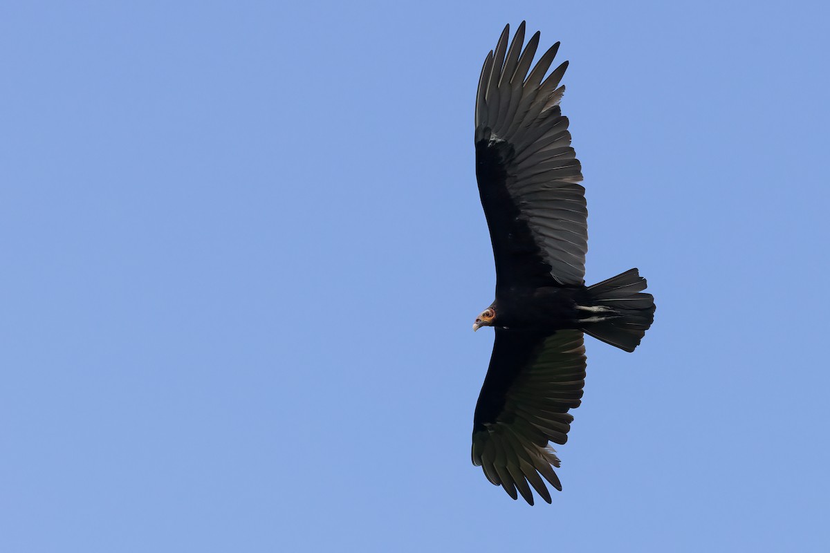 Lesser Yellow-headed Vulture - ML626402860