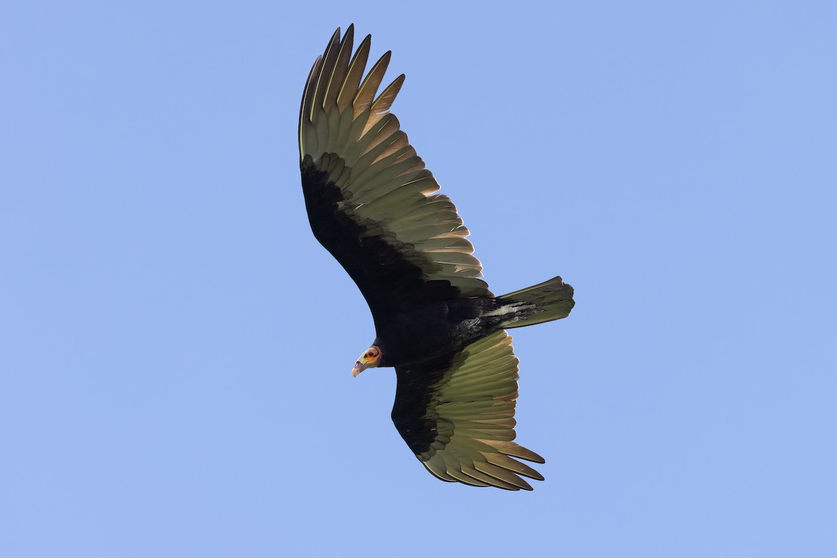 Lesser Yellow-headed Vulture - ML626402861