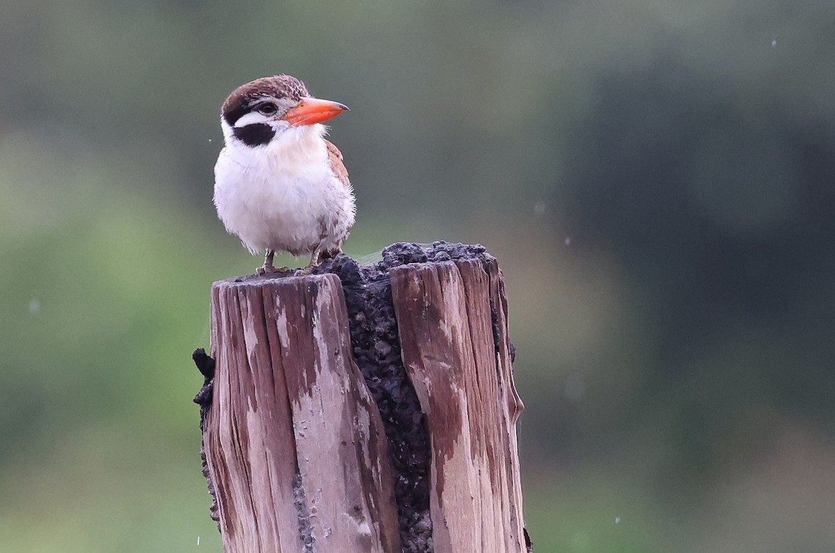 White-eared Puffbird - ML626402926