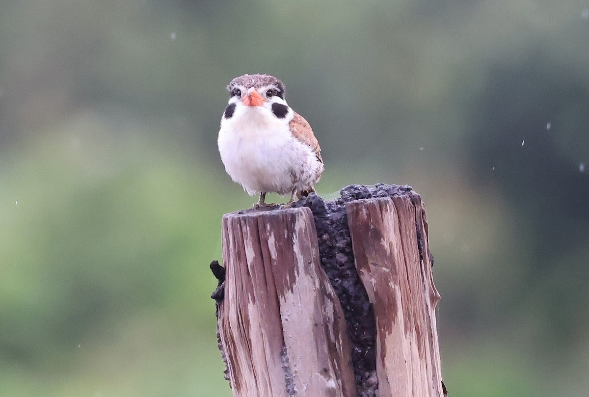 White-eared Puffbird - ML626402927