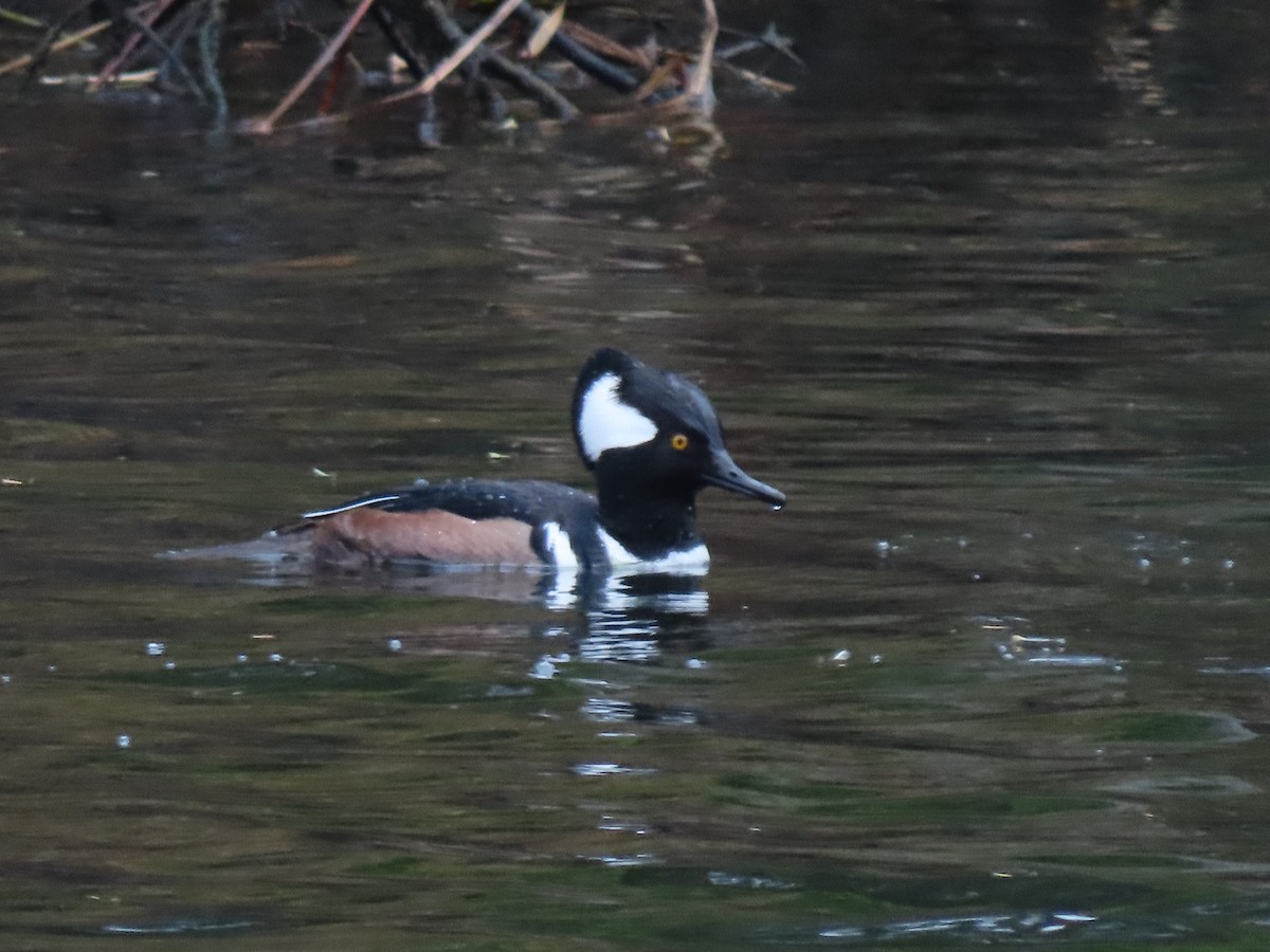 Hooded Merganser - ML626403138