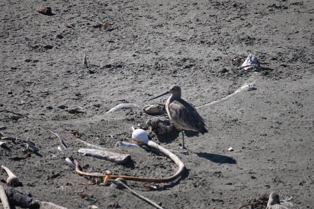 Marbled Godwit - ML626403301