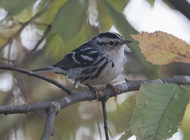 Black-and-white Warbler - ML626403326