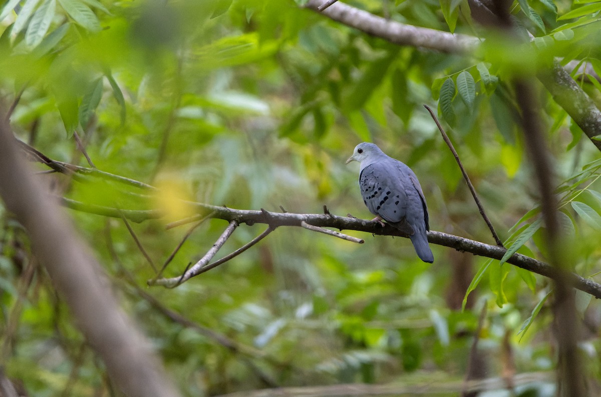 Blue Ground Dove - ML626403391