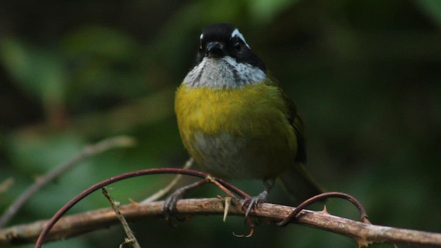 Sooty-capped Chlorospingus - ML626403392