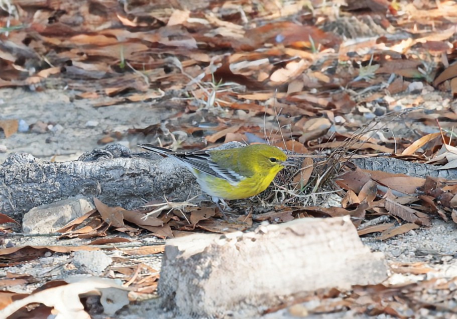 Pine Warbler - ML626403393
