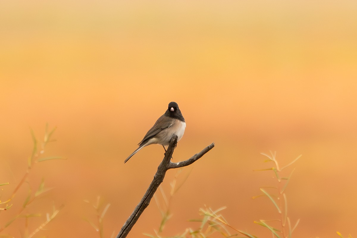 Юнко сірий [група oreganus] - ML626403415