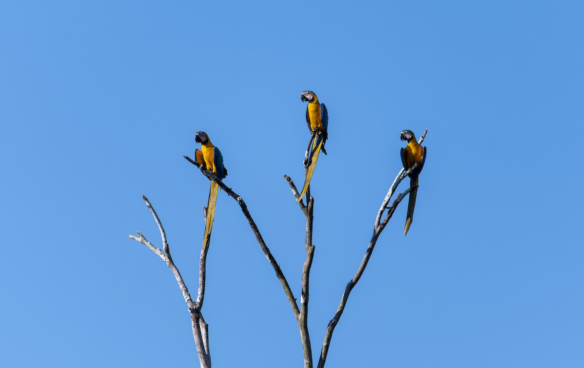 Blue-and-yellow Macaw - ML626403420