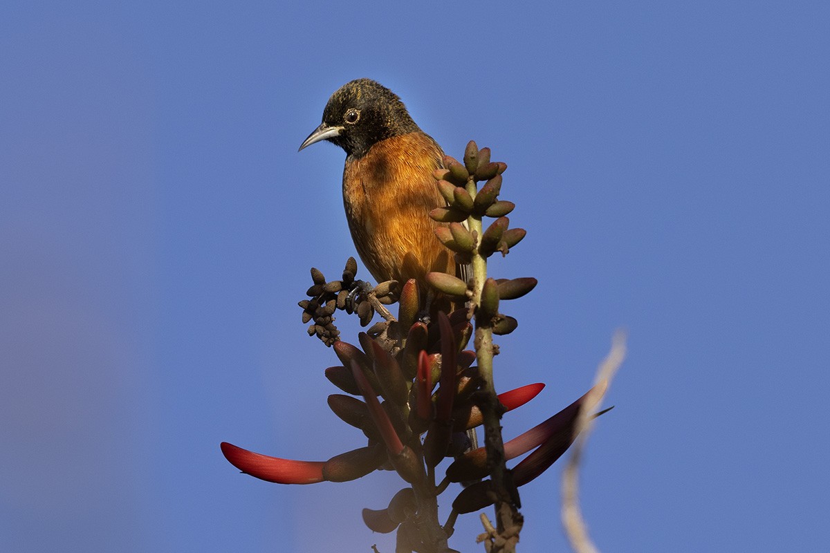 Orchard Oriole - ML626403770