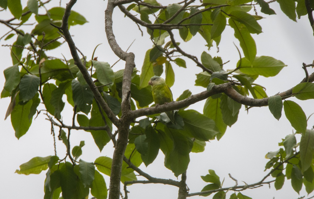 Gray-cheeked Parakeet - ML626403840