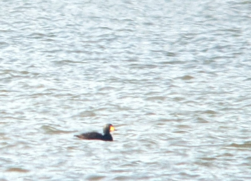 Black Scoter - ML626404039