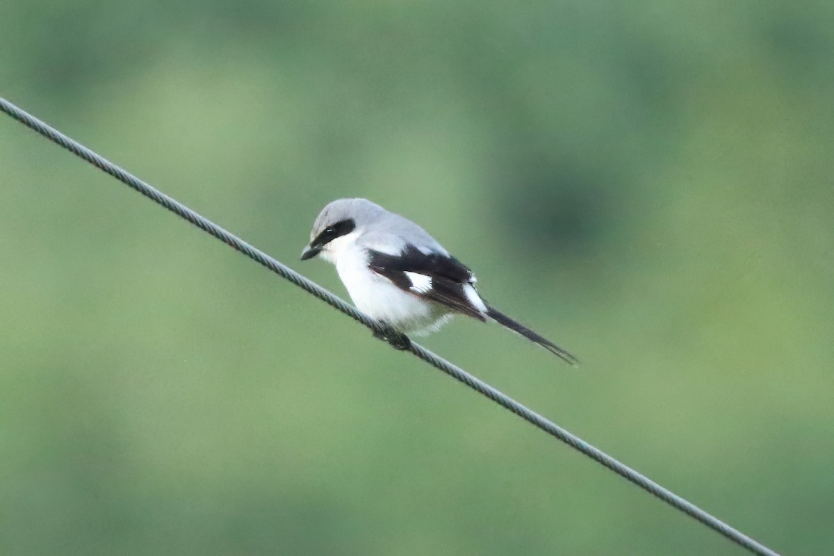 Loggerhead Shrike - James Doyle