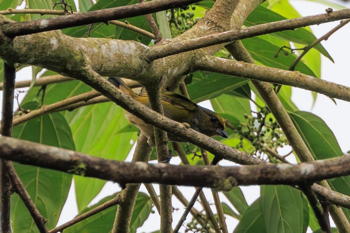 Fulvous-vented Euphonia - ML626404102