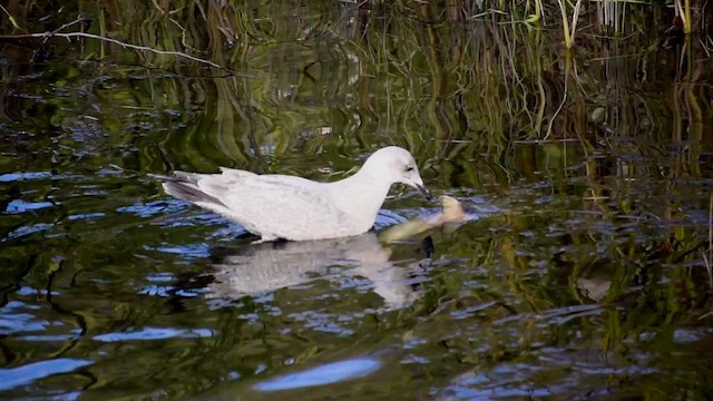 Iceland Gull (Thayer's) - ML626404121