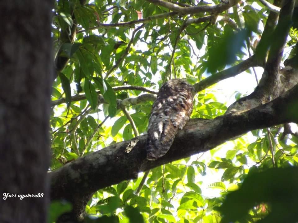 Great Potoo - ML626404191