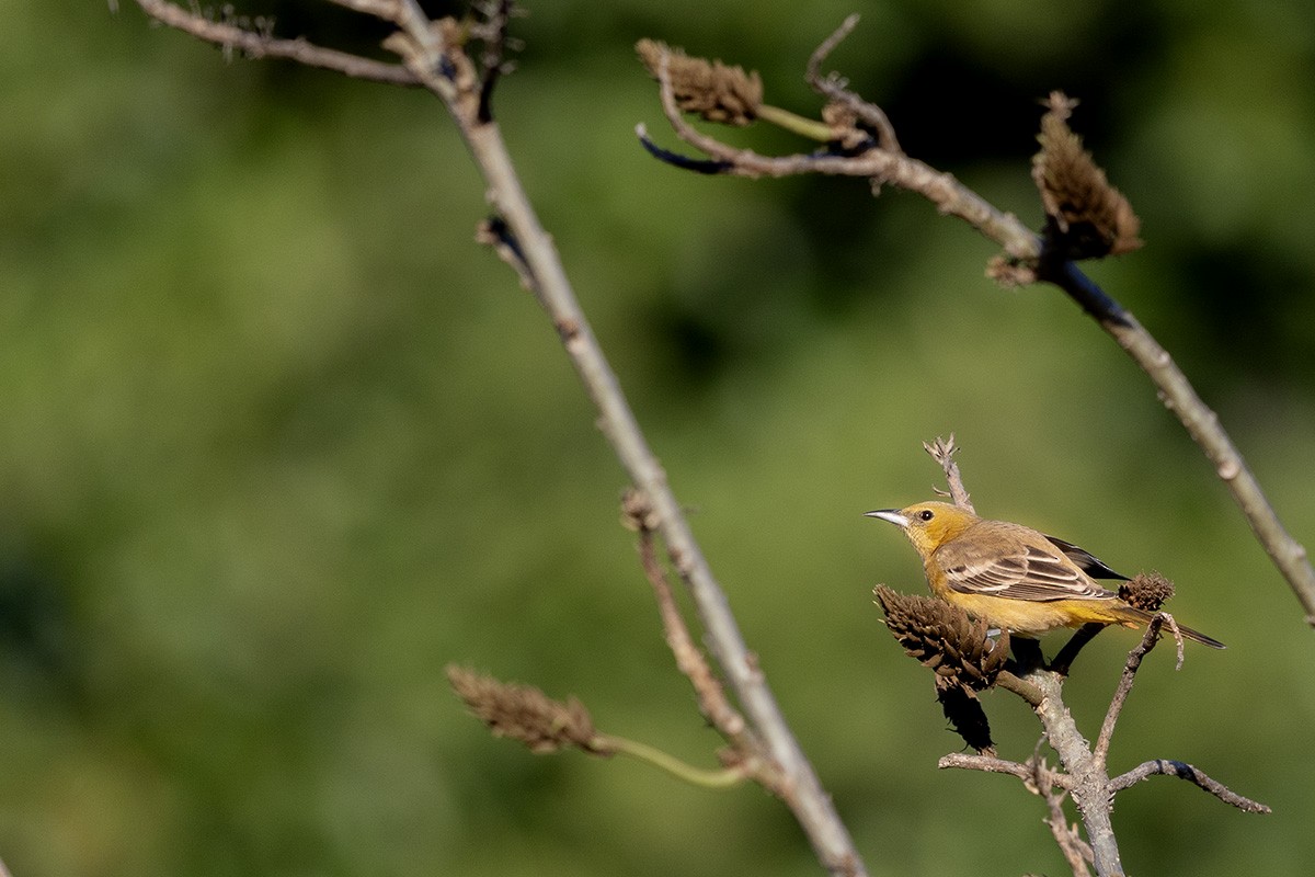 Hooded Oriole - ML626404207