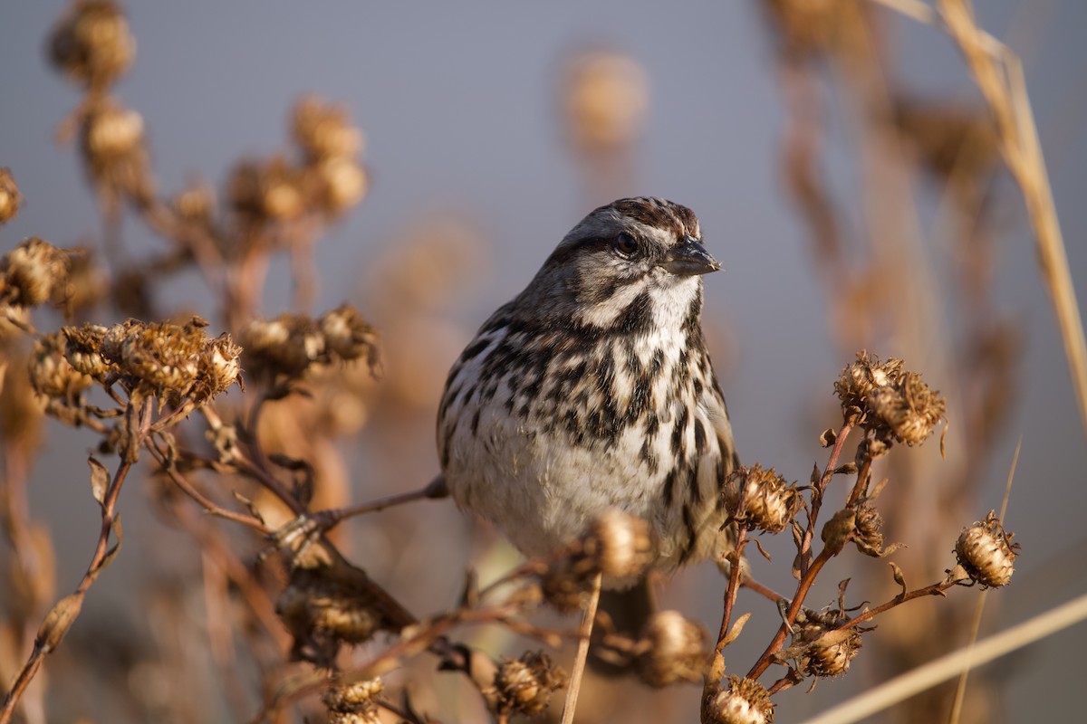 Song Sparrow - ML626404313