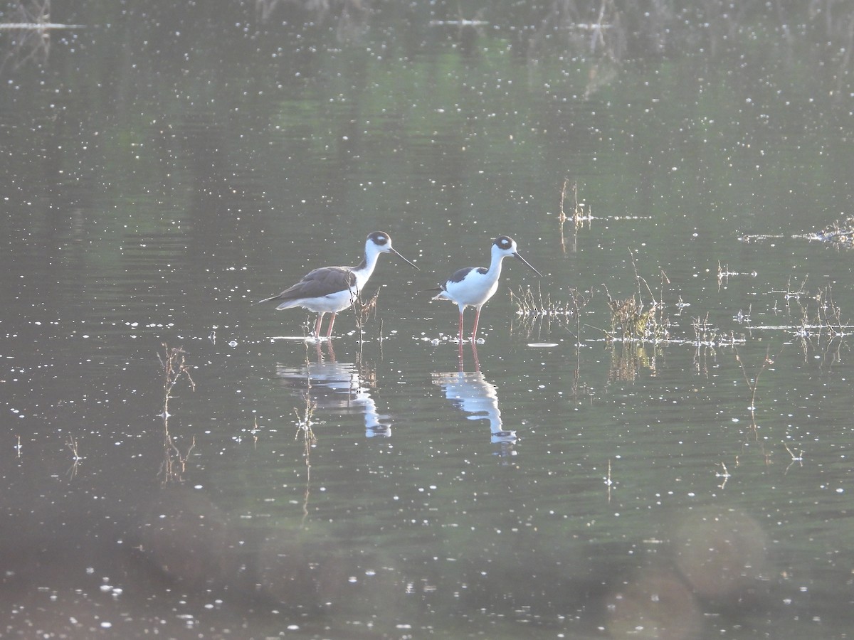 Black-necked Stilt - ML626404314