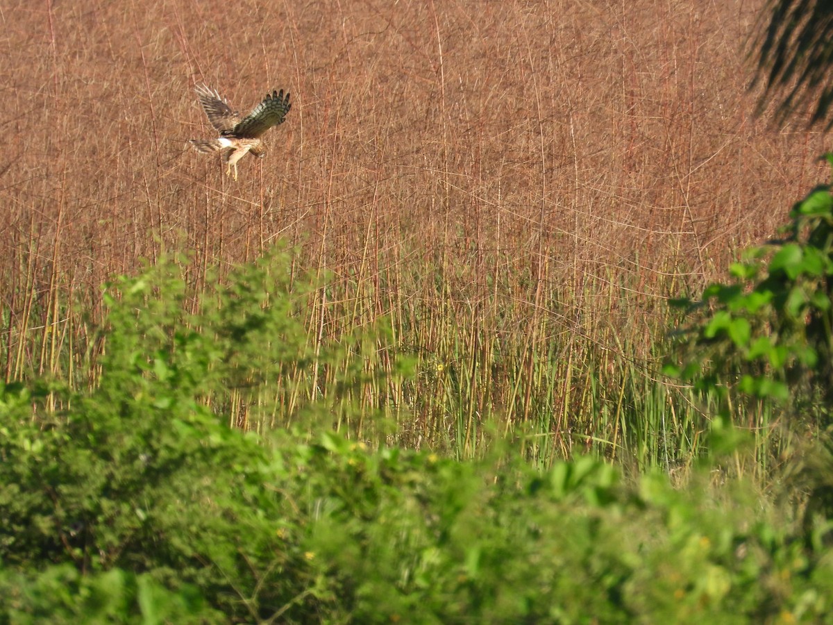 Northern Harrier - ML626404334