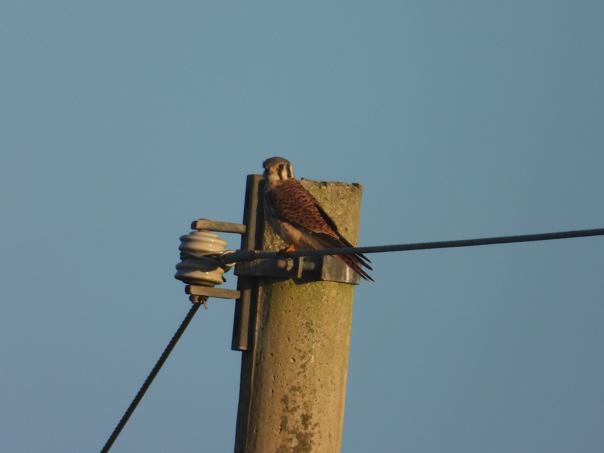 American Kestrel - ML626404458